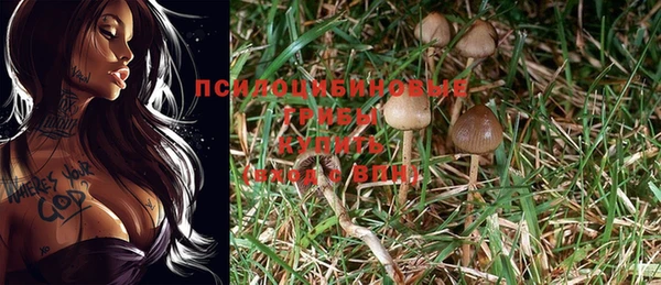 ПСИЛОЦИБИНОВЫЕ ГРИБЫ Пересвет